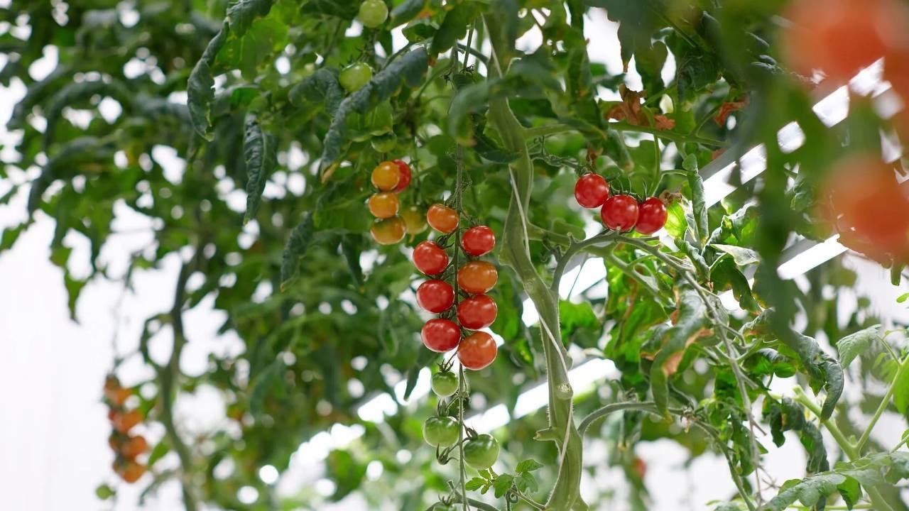 Premium cherry tomatoes