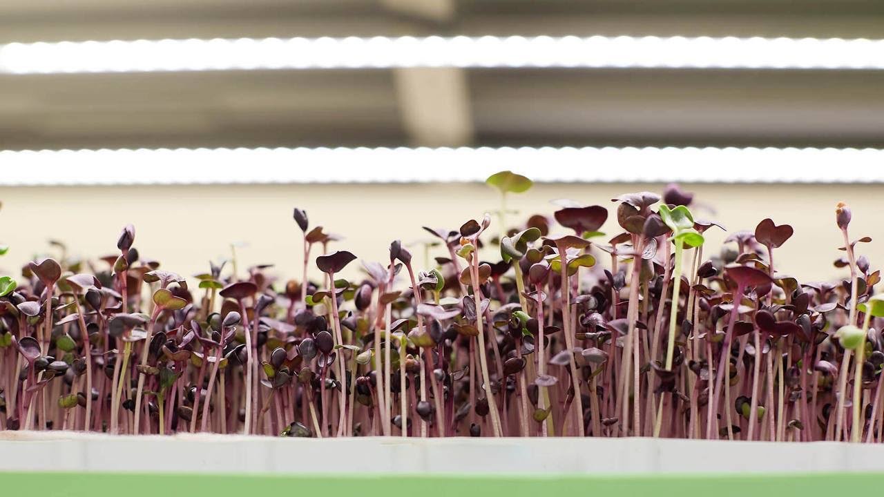 Premium microgreens