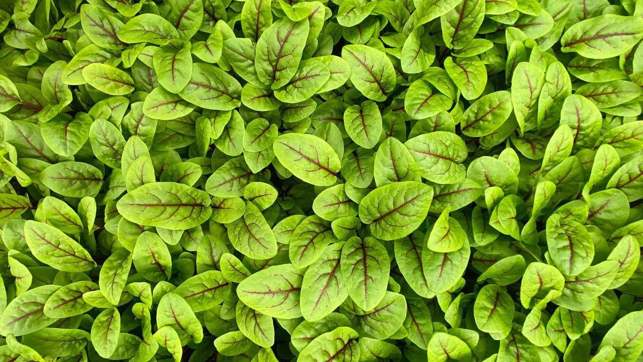 Fresh leafy greens