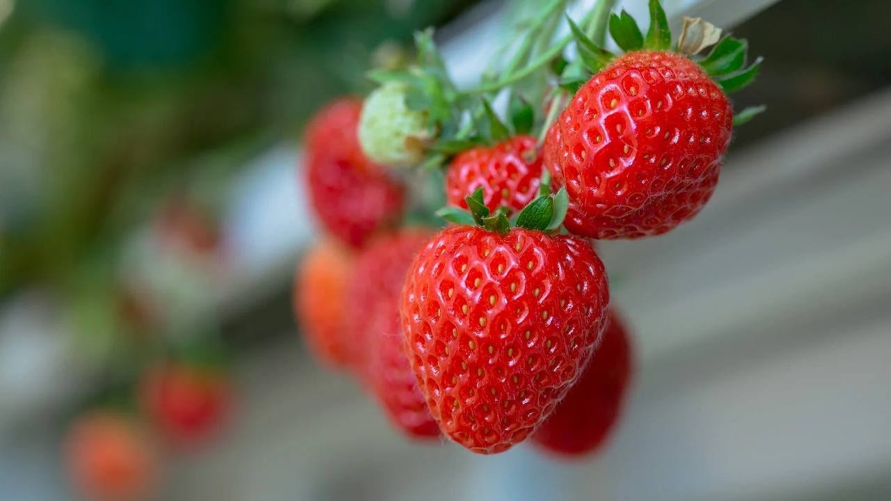 Fresh strawberries
